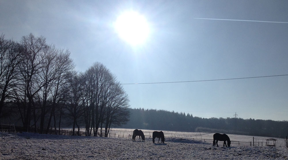 Country Reiten wünscht ein gutes Neues 2021 und …	