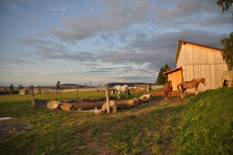 Stall-Portrait:  Paddock-Trail auf Anthisberg