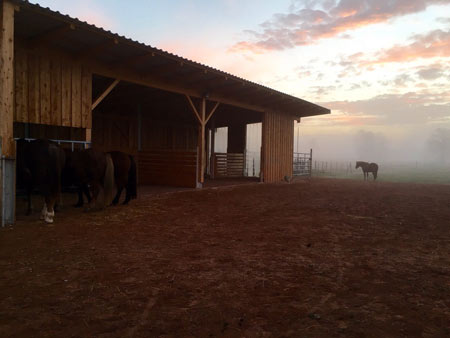 befestigter Paddock und Liegehalle