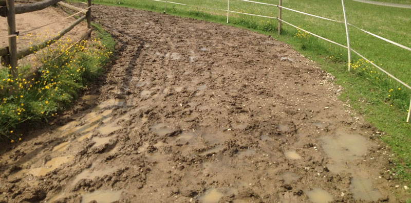 Bodengitter als Paddockplatte, Paddockgitter für Pferde & Reitsport