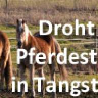 Pferdesteuer in Tangstedt? Das sagen die Parteien vor Ort.